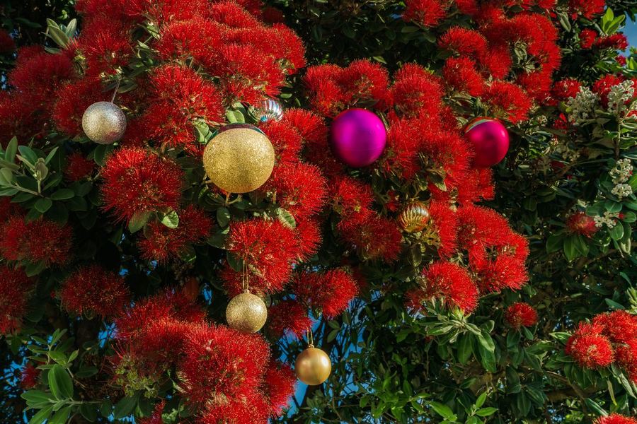 第51題：一棵樹上開滿了蓬鬆的紅色花朵，掛滿了金色和粉紅色的飾品，天空湛藍。