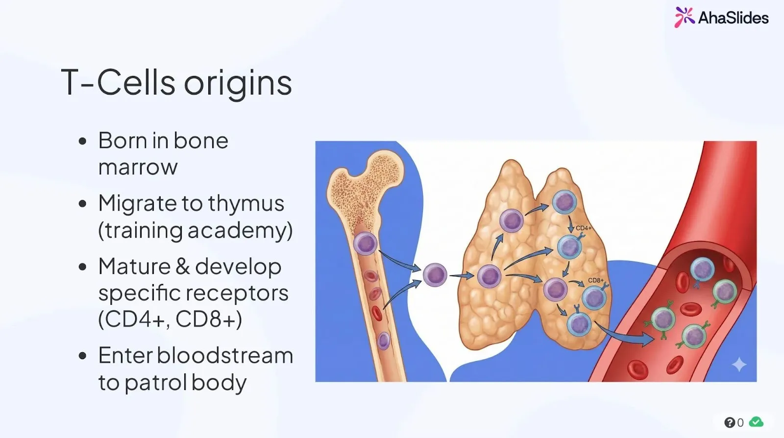 An interactive slide describing the T-Cells origins