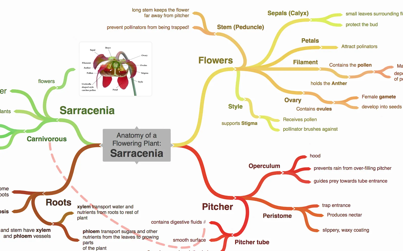 Coggle mind map interface showing collaborative diagram with branching topics